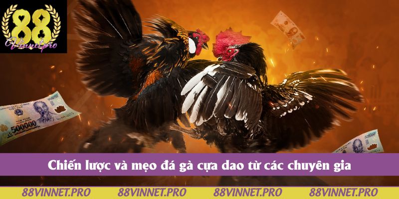 Chiến lược và mẹo đá gà cựa dao từ các chuyên gia