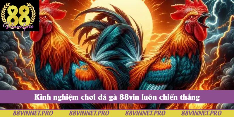 Kinh nghiệm chơi đá gà 88vin luôn chiến thắng