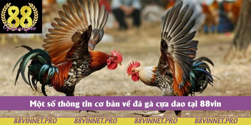 Một số thông tin cơ bản về đá gà cựa dao tại 88vin