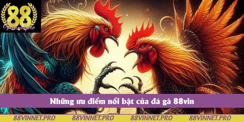Những ưu điểm nổi bật của đá gà 88vin