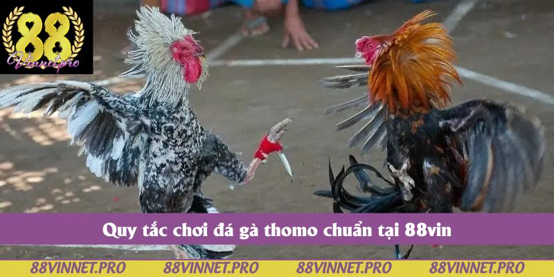 Quy tắc chơi đá gà thomo chuẩn tại 88vin