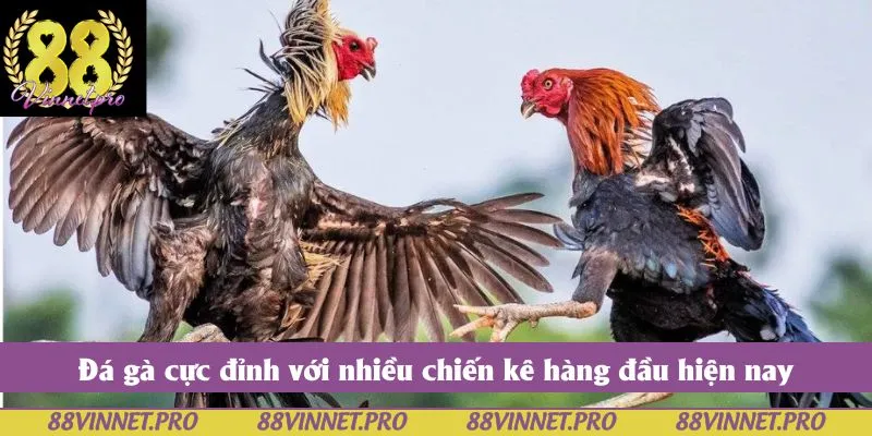 Đá gà cực đỉnh với nhiều chiến kê hàng đầu hiện nay